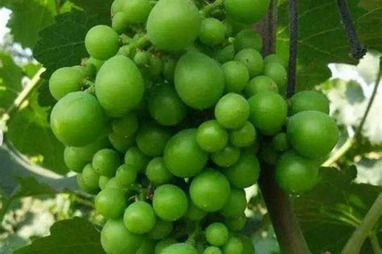 挖地菜怎么写作文