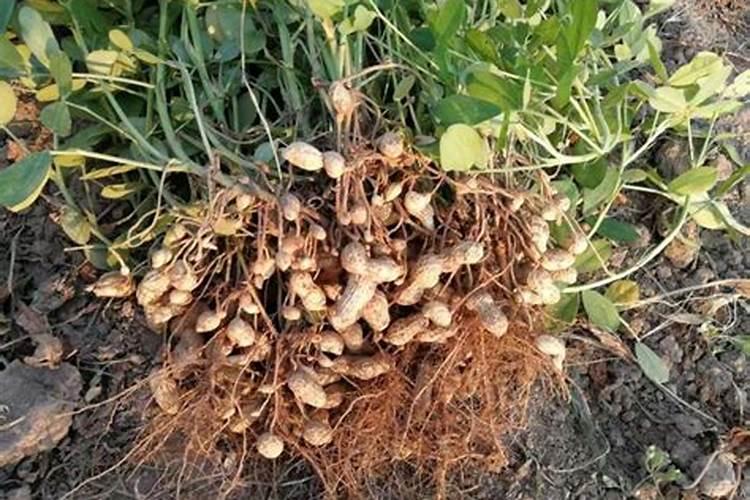 猕猴桃施基肥方法