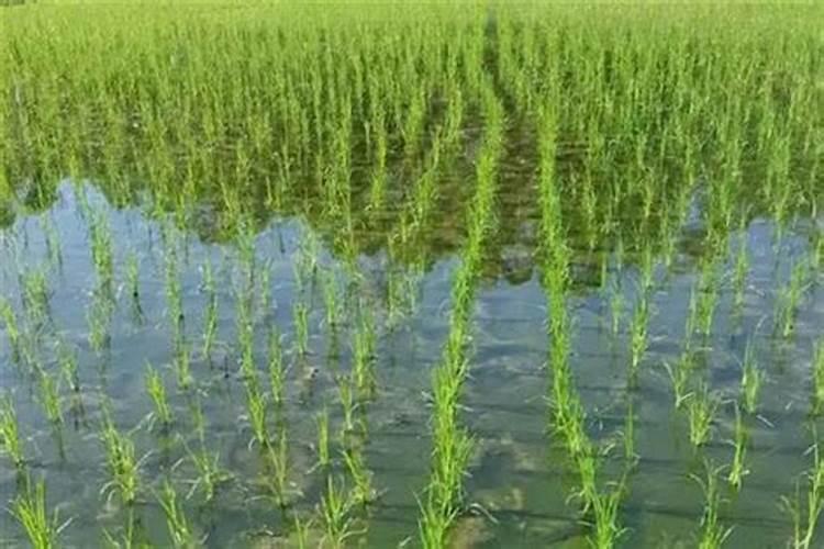 水稻返青肥什么时候用