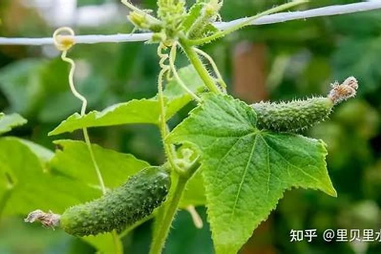 现在草莓用什么肥最好