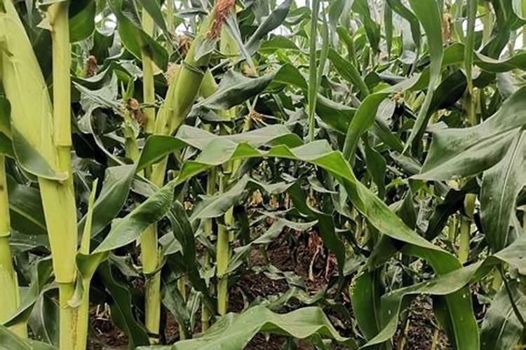 玉米秸秆怎么处理才能当肥料