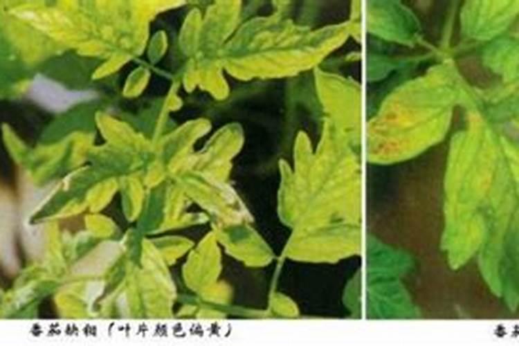 常用的氮肥有哪些种类