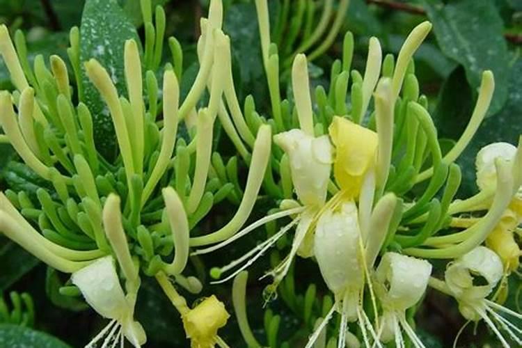 法国香水茉莉的栽培方法及注意事项