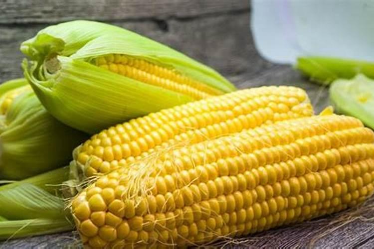 沙漠玫瑰刚移栽好后能浇水吗