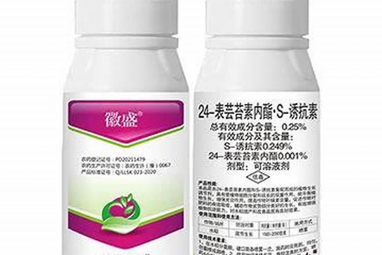 青菜种子怎么种植