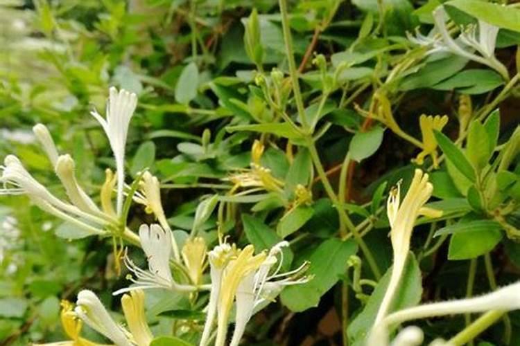 昼夜温差大有利于金银花开花吗？