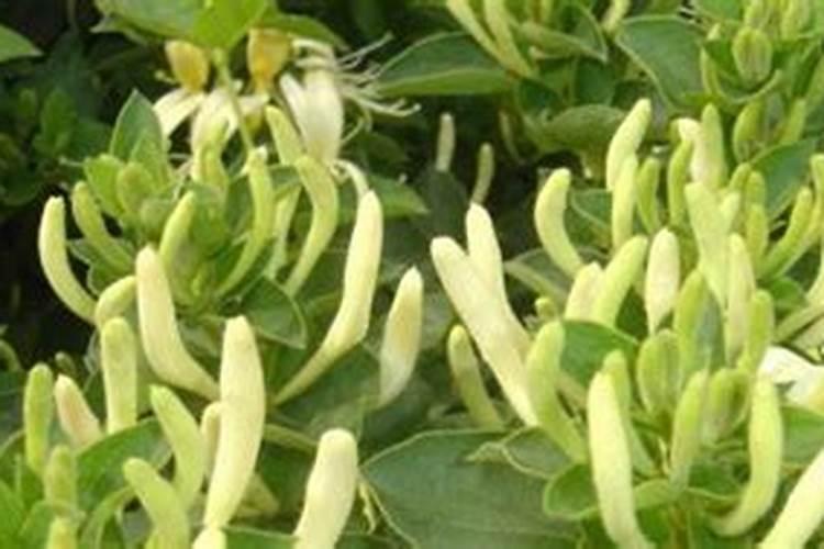 金银花用复合肥可以吗
