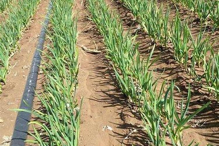 请问鼻炎如何治疗呢