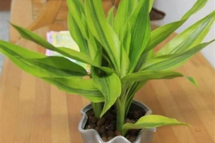 玉米啥时候打芸苔素？