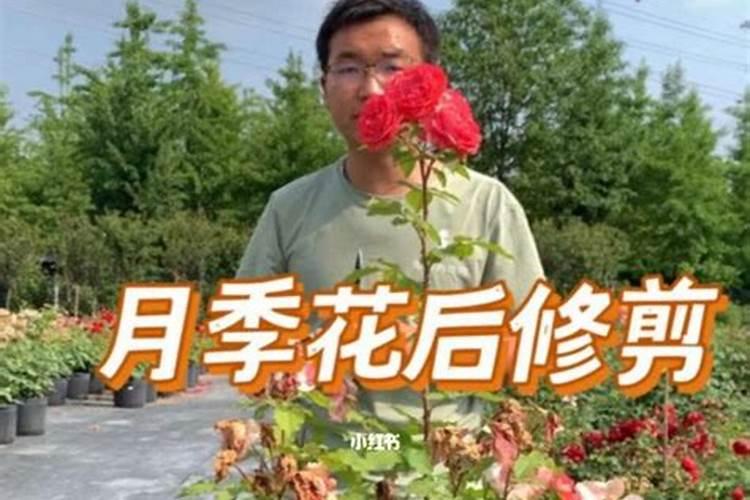 枣子树怎么移栽