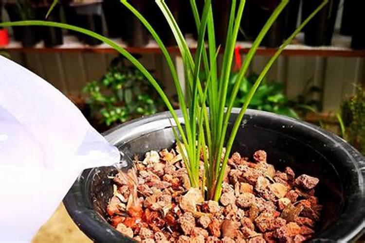 兰花用复合肥的使用方法