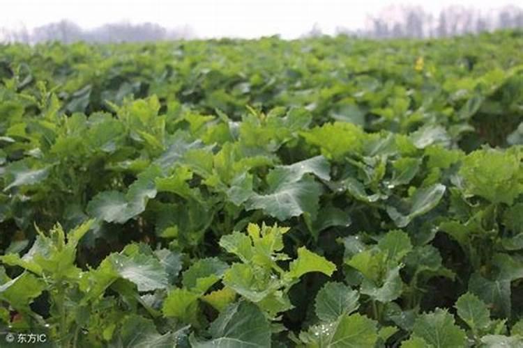 秋冬季该怎么种植小油菜 施肥方法总结
