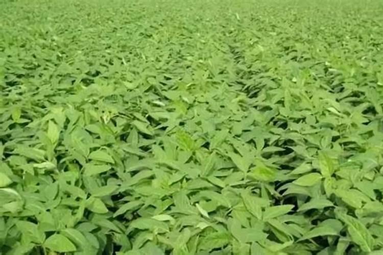 铵态氮是什么肥料