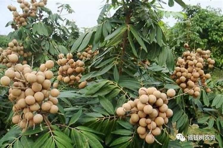龙眼树什么时候施肥比较好