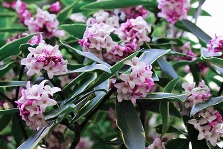 瑞香需要施什么肥