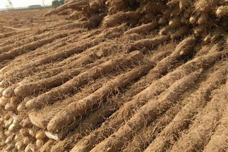 西红柿留果方法