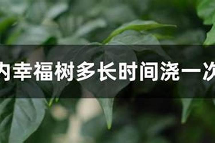 移栽的树多久施肥