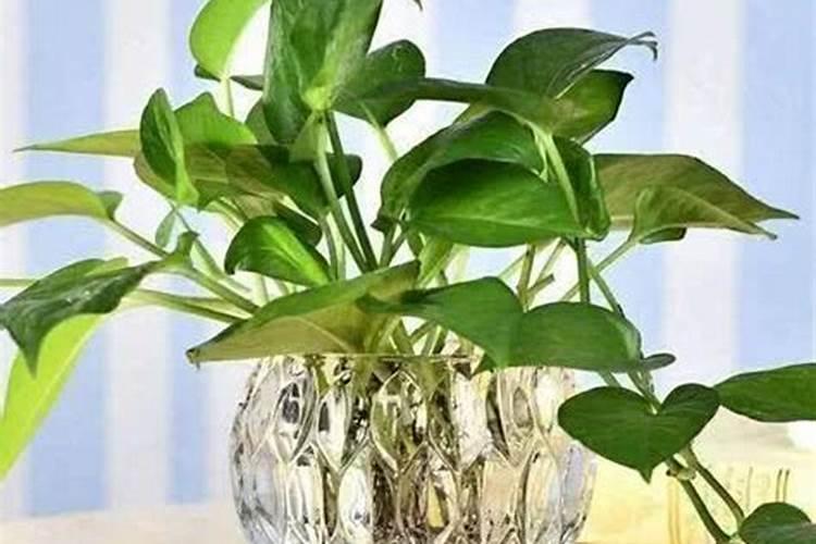 草木灰适合月季吗