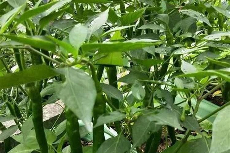 辣椒后期该用什么肥料
