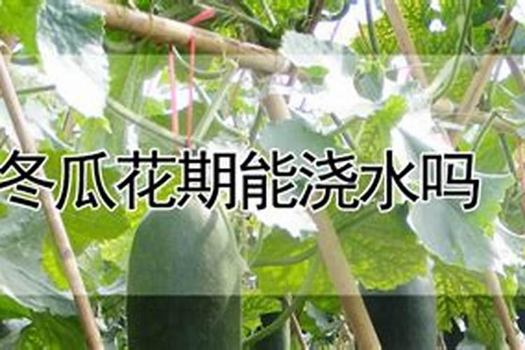 藜蒿叶子为什么不能吃 藜蒿叶子不能吃的原因