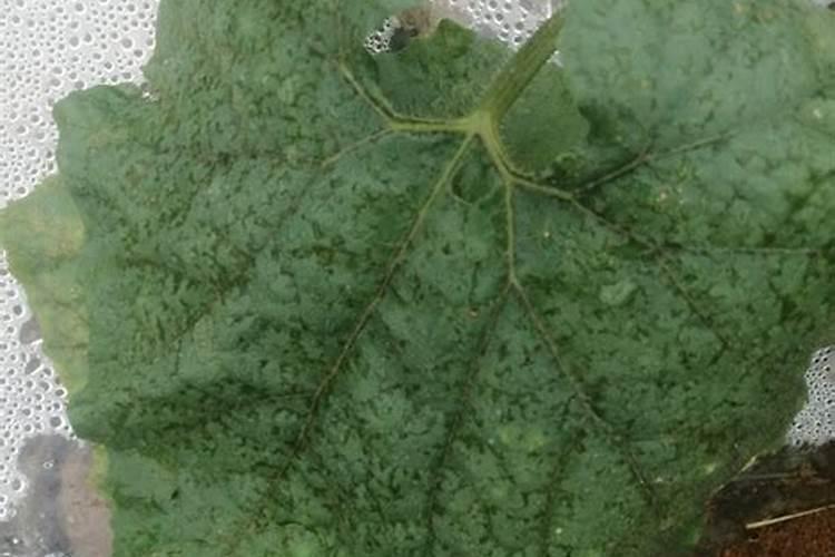 请问冬瓜如何种植才能长得好,有哪些措施？