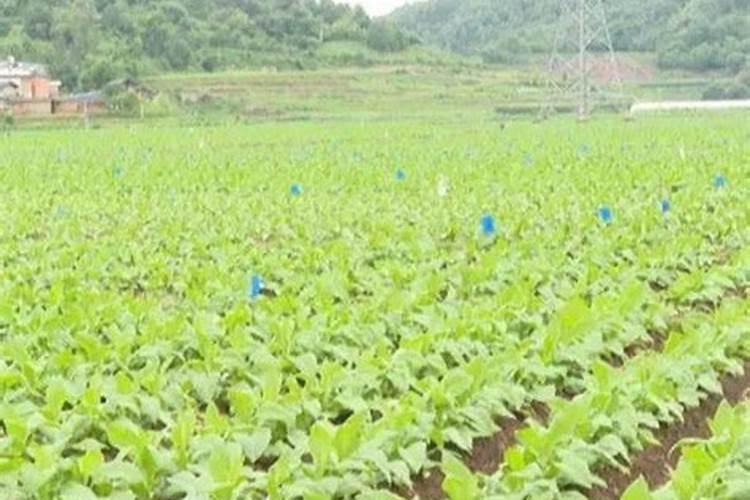 氮肥、磷肥、钾肥的作用是什么
