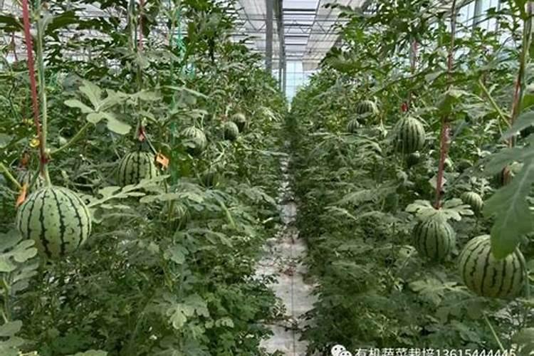 西瓜坐果期的肥水管理
