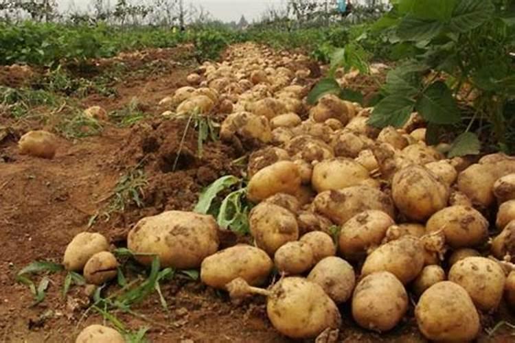 丽格海棠和四季海棠哪个好养 在家中好养活吗