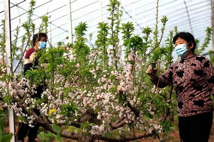 你好:大棚移栽樱桃树之前需要施什么肥料？