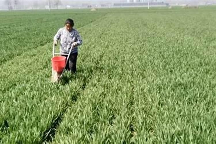 年后给小麦追肥,用哪种方法能达到最佳效果