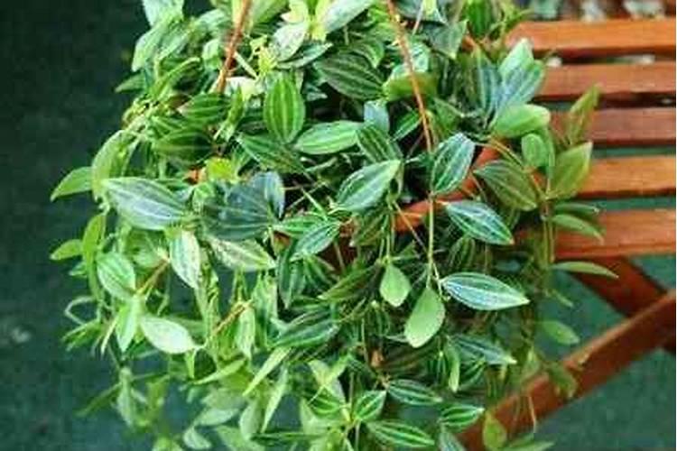 植物钻石翡翠如何养