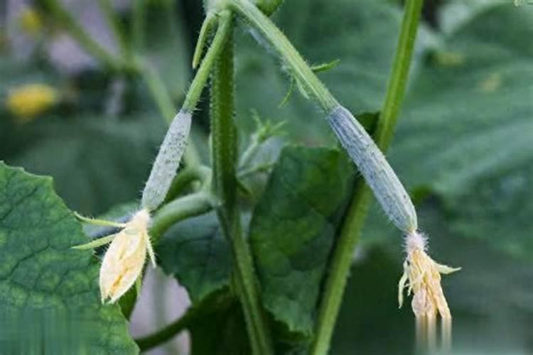 “二胺化肥”是什么肥？