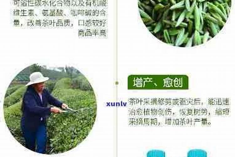 茶叶没泡过可以直接当肥料养花吗