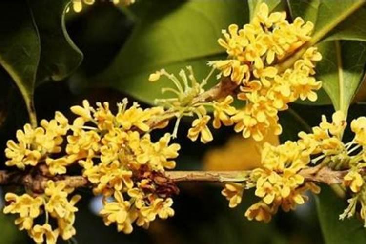 种玉米控释肥一定比复合肥好？别花“冤枉”钱,两者有哪些区别？