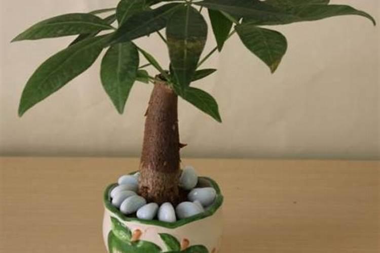 发财树如何浇水施肥最理想