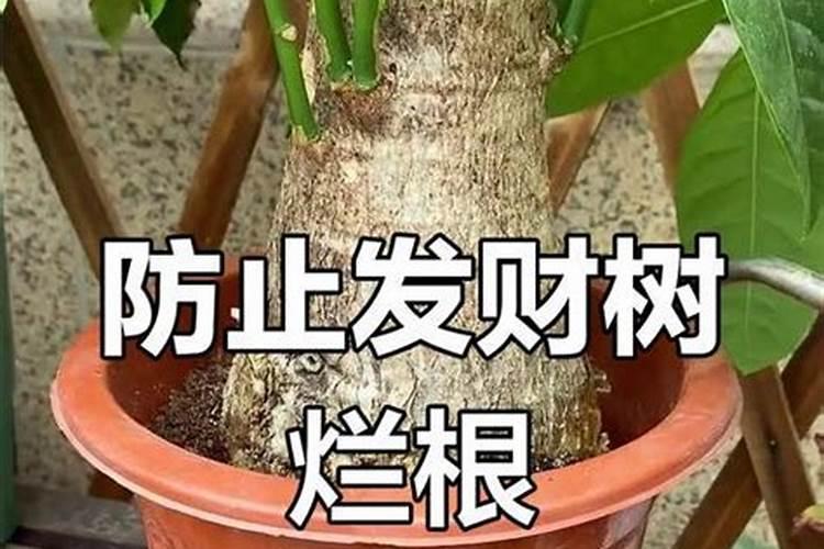 发财树如何浇水施肥最理想 怎么给发财树浇水