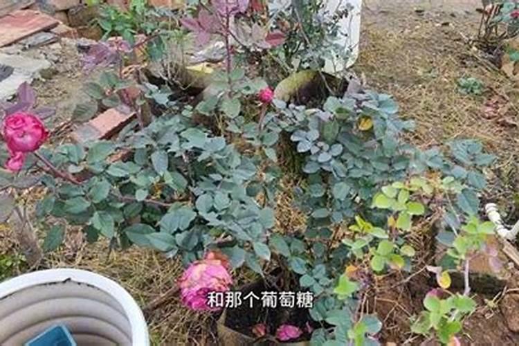 种植地黄一亩利润多少