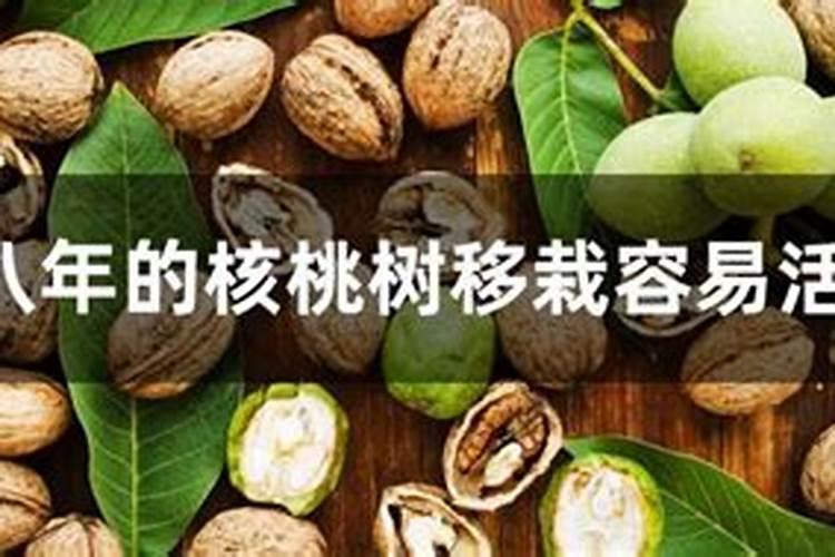 核桃树入冬前管理,修剪密枝并树干涂白