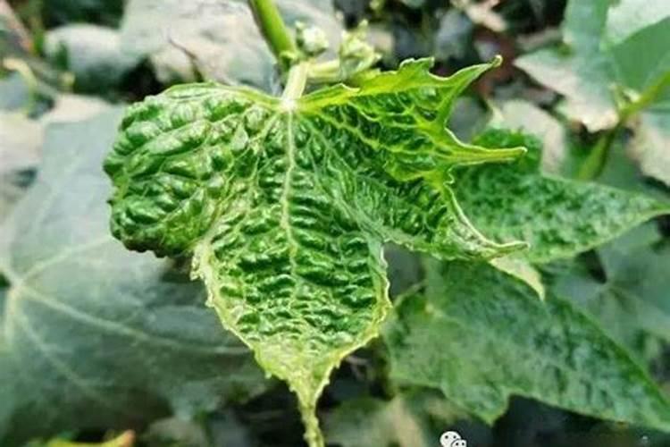 丝瓜小瓜变黄最快解决方法