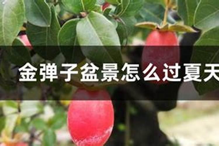 金弹子施什么肥最好