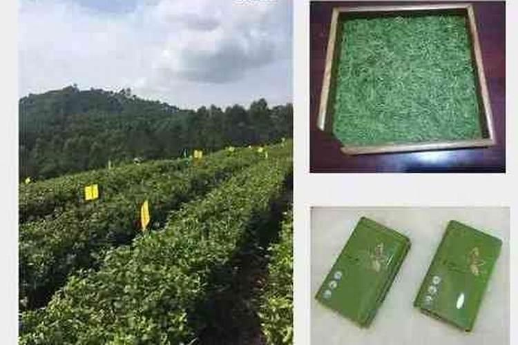 茶叶施磷肥选什么肥