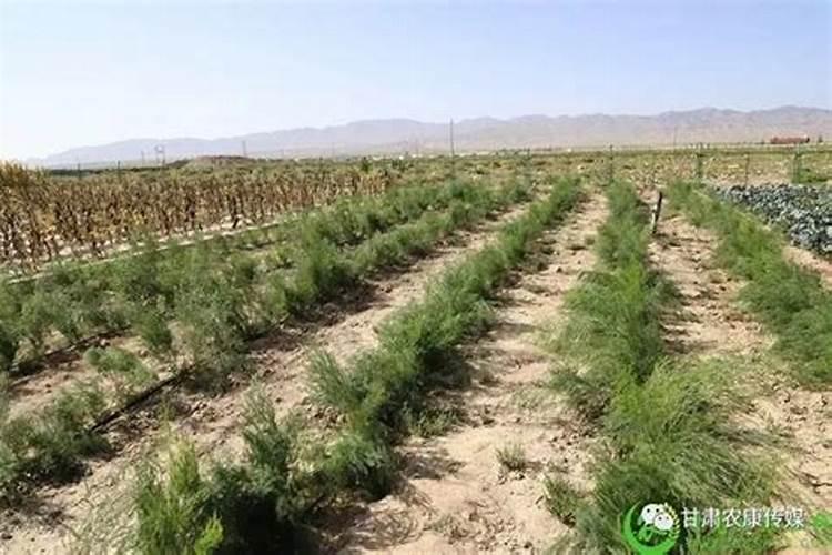 矿源黄腐酸钾多久用一次效果好？什么水溶肥能改良土壤盐碱化？