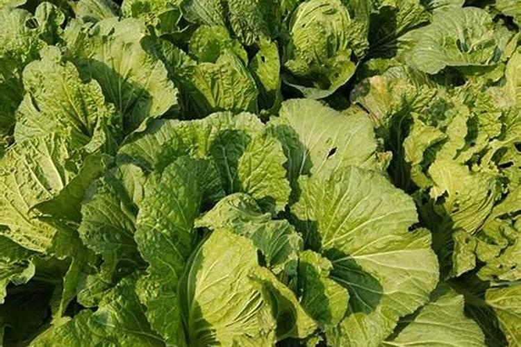 小白菜出芽后几天浇肥