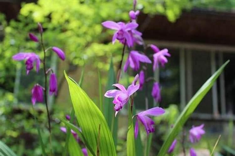 甜瓜定植后追肥浇水技术