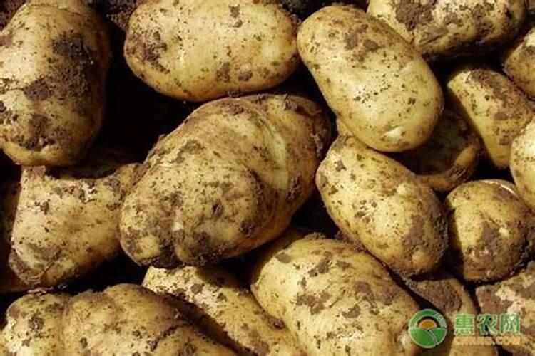 黑豆能做花肥吗 黑豆可以当肥料养花吗