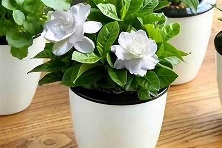 玉米底肥一次性施肥 氮磷钾 各用多少？