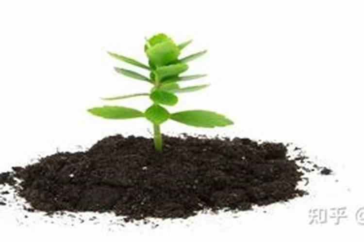 双展硫酸铜能预防烤烟苗期病害吗