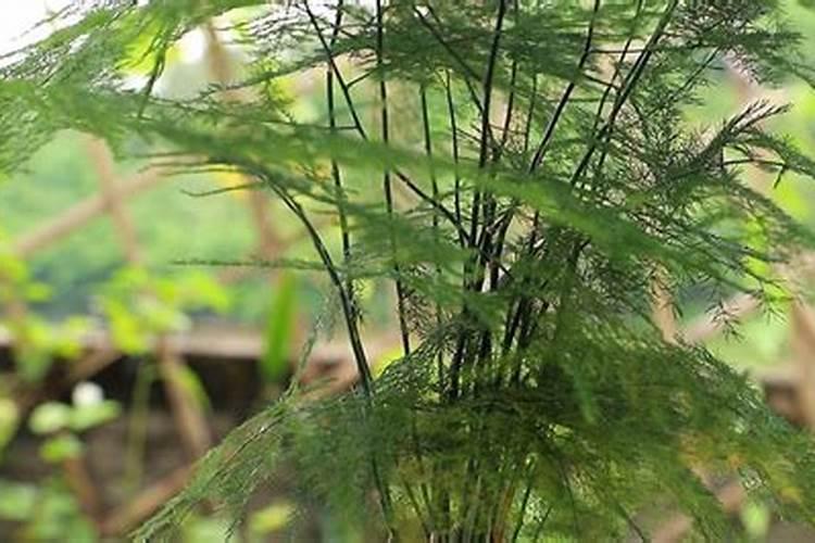 十斤土能装几个多肉花盆