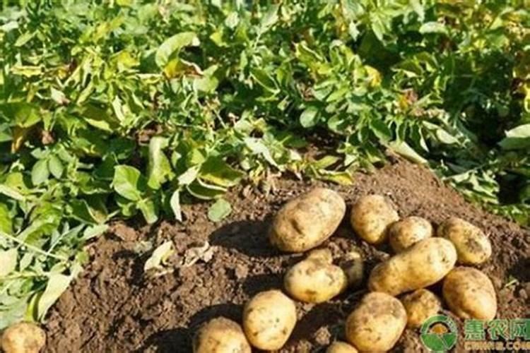 海藻肥与氨基酸肥哪个好