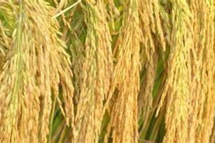 水稻田施肥后几天能排水？